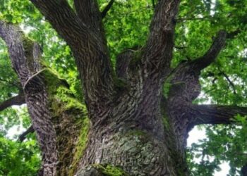 Екологи пропонують створити біля Феофанії в Києві заповідник «Вікова діброва». Петиція – Перший львівській портал