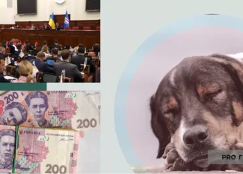 КМДА вкотре здивувала тендером – на що планують витратити майже 5 мільйонів | Економіка