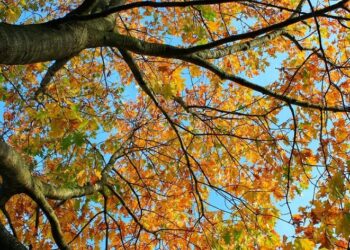 Мешканців Київщини попереджають про високий ризик пожеж