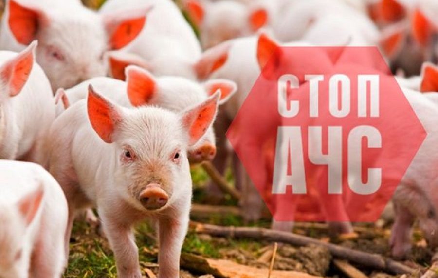 На Броварщині зафіксовано випадок африканської чуми свиней