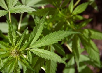 На Буринщині викрили наркоаграрія – Суми та область