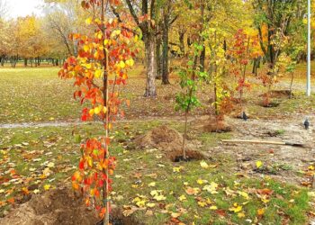 На місці демонтованого в Броварах танка висадили дерева