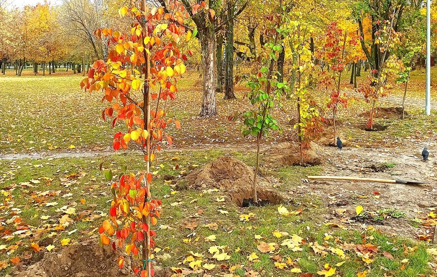 На місці демонтованого в Броварах танка висадили дерева