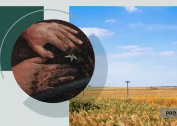 Ринок землі у 2024 році: чому ціна на паї неминуче виросте | Економіка