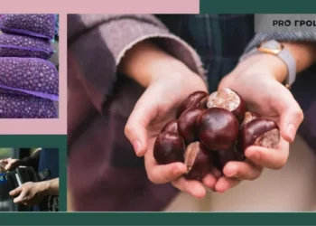 Сезон каштанів у розпалі: скільки можна заробити на кілограмі плодів у 2023 році | Економіка