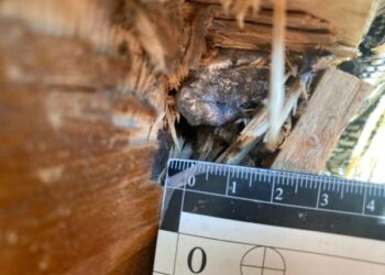 У Шосткинському районі чоловік обстріляв із рушниці будинок кривдника – Суми та область