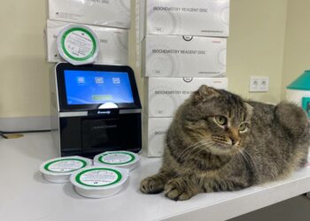 В Ірпінській громаді продовжують реалізовувати програму безкоштовної стерилізації та вакцинації тварин