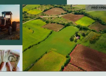 В Україні подорожчала земля: де ціни на гектари виросли найбільше | Економіка