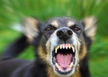 Через сказ у собаки в населених пунктах Васильківської міської територіальної громади запроваджені карантинні обмеження | Київщіна