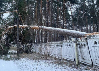 Перші наслідки негоди: складні погодні умови призвели до падіння дерев у Бучі та Ірпені, фото – Київщіна