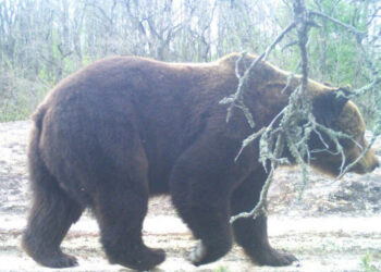 У Чорнобильському заповіднику зафіксували бурого ведмедя (фото) | Київщіна