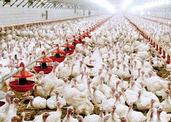 Підлогове утримання індиків передбачає три технологічні схеми – Економіка