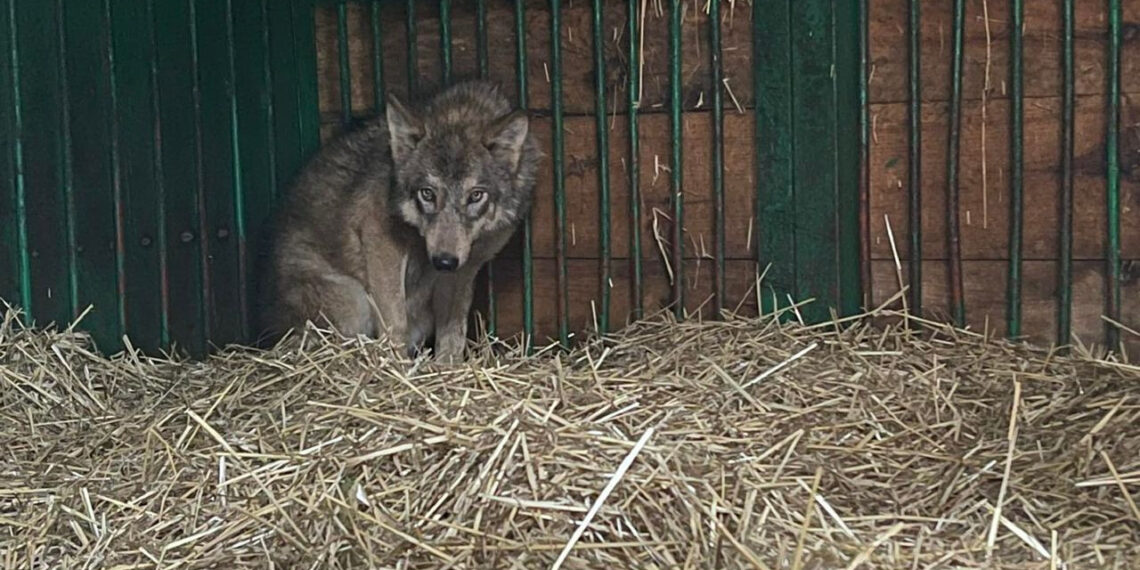 У Центр порятунку тварин на Київщині привезли молоду вовчицю, яку придбали як собаку, фото – Київщіна