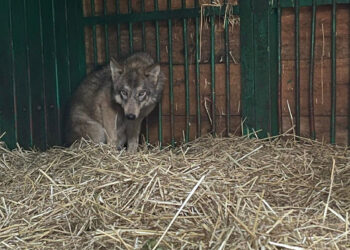 У Центр порятунку тварин на Київщині привезли молоду вовчицю, яку придбали як собаку, фото – Київщіна