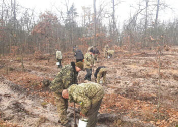 У Святошинському лісництві висадили 8 тисяч сіянців сосни (фото) | Київщіна