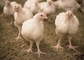 Як здійснюється морфологічне дослідження органів імунної системи птиці – Економіка