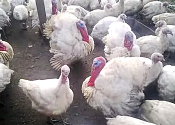 Індики кросу Універсал відносно невибагливі до умов утримання – Економіка