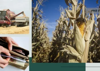 Ціни листопада: скільки коштує кукурудза наприкінці осені  | Економіка