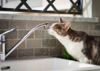 Cьогодні частина Львова буде без води. Перелік адрес – Перший львівській портал