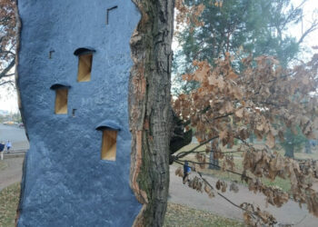 Віковий дуб на Київщині отримав друге життя і слугуватиме будиночком для птахів і кажанів, фото – Київщіна