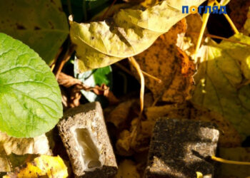 Хижаків у Чорнобильському заповіднику пригощають смаколиками від сказу, фото – Київщіна