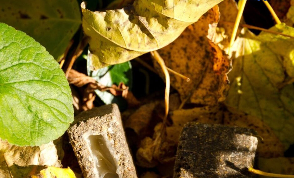 Хижаків у Чорнобильському заповіднику пригощають смаколиками від сказу, фото – Київщіна