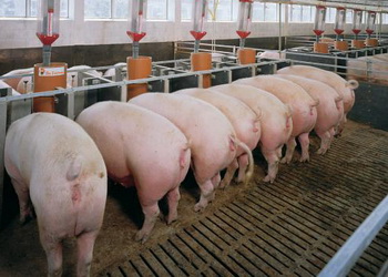 KSG Agro планує реконструювати систему охолодження на свинокомплексі – Економіка