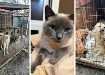 Як допомогти тваринам з Дніпровського притулку?