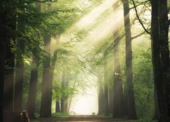 Які знаки уві сні віщують хороші та погані події – Суми та область