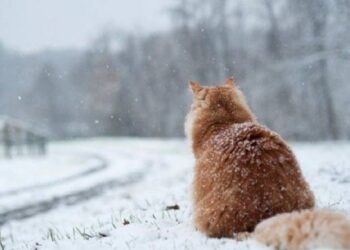 Мешканців Київщини попереджають про перший сніг та морози
