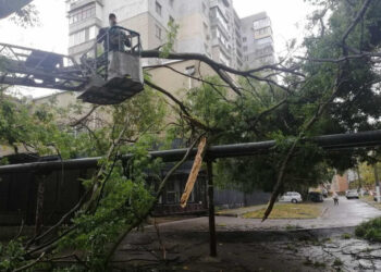 Непогода в Одессе повалила деревья: коммунальщики ликвидируют последствия (фото)