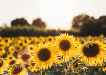 Продавати чи зберегти до кращих днів? Скільки коштує насіння соняшника 26 жовтня  | Економіка