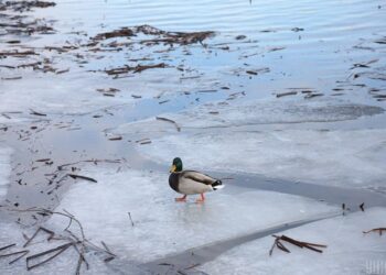 Синоптики попереджають мешканців Київщини про льодові явища