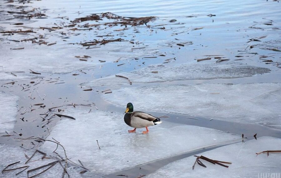 Синоптики попереджають мешканців Київщини про льодові явища