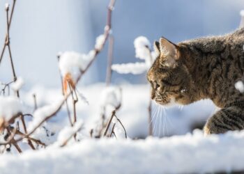 Сніг, дощ та ожеледиця: на Київщину насувається черговий циклон