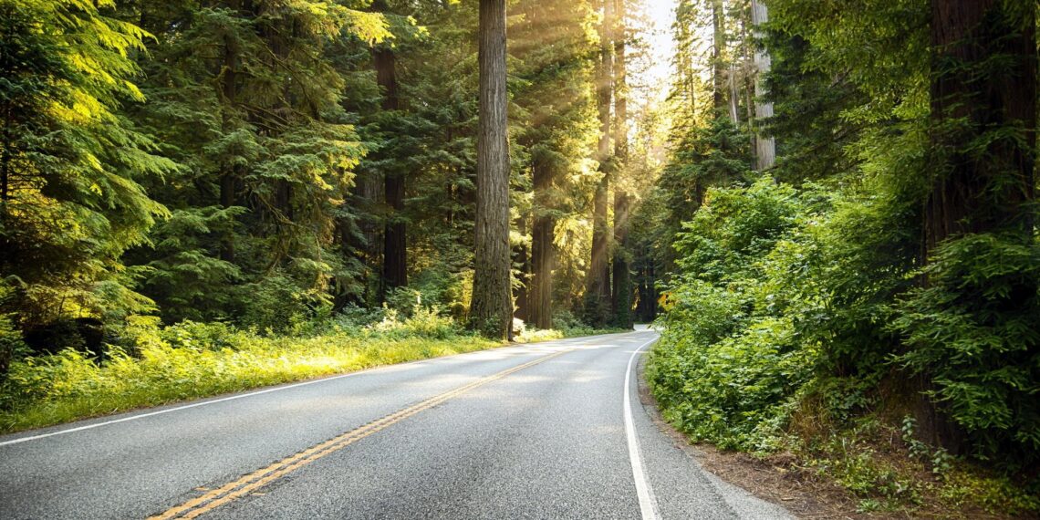 ТОВ “ЕДБ” мешканця Броварів має зв’язок із скандальними тендерами “Лісів України”