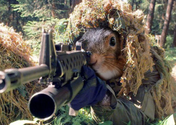 У Шостці готують бойових білок? – Суми та область