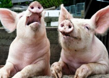 В лісосмузі на Київщині знайшли 60 трупів свиней, заражених африканською чумою – Перший львівській портал