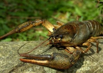 З 1 грудня на Сумщині розпочинається заборона на лов раків – Суми та область