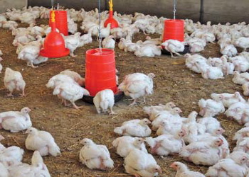 Плюси й мінуси ліпідної оболонки бутирату – Економіка