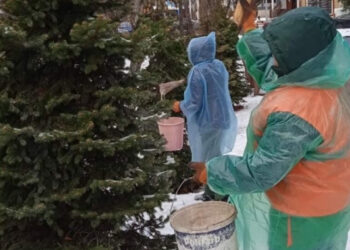 У Києві ялинки у парках та скверах обробляють антивандальною речовиною | Київщіна