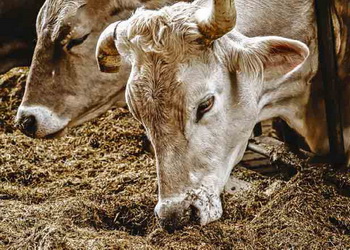 Аніонні сполуки корегують гіпокальціємію в корів пізнього сухостою – Економіка