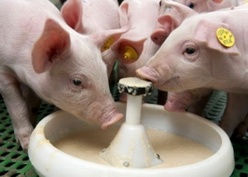 Поросята Чернігівської м’ясної компанії охоче споживають замінник молока – Економіка