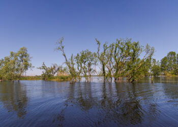 Місце, що врятувало киян: ландшафтний заказник “Ріка-Герой Ірпінь” створили на Київщині, фото – Київщіна