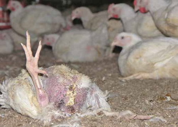 Збої білкового обміну провокують канібалізм у птиці – Економіка