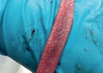 Збудників субклінічного кокцидіозу птиці дуже складно діагностувати – Економіка