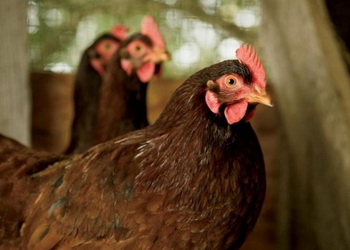 Гарячі вакцини проти хвороби Гамборо ослаблюють імунітет птиці – Економіка