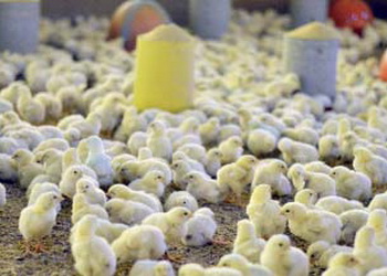 Як діагностують псевдомоноз у птиці – Економіка