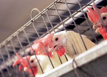 Висока температура в пташнику погіршує якість яйця – Економіка