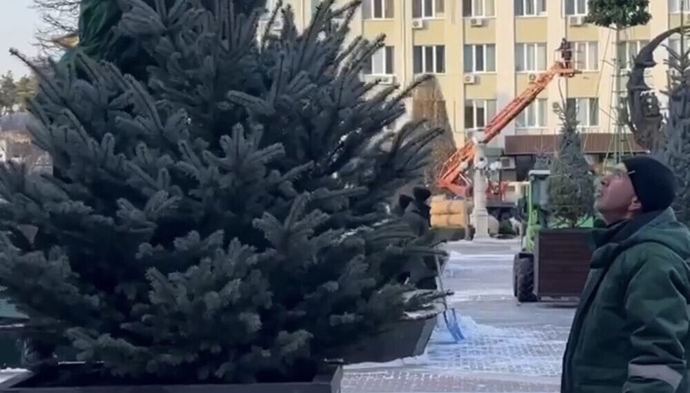 На Центральній площі Ірпеня висадили 20 блакитних ялинок, які були закуплені за кошти благодійників, фото – Київщіна